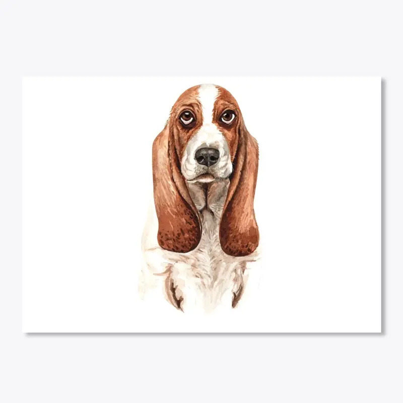 Basset Hound